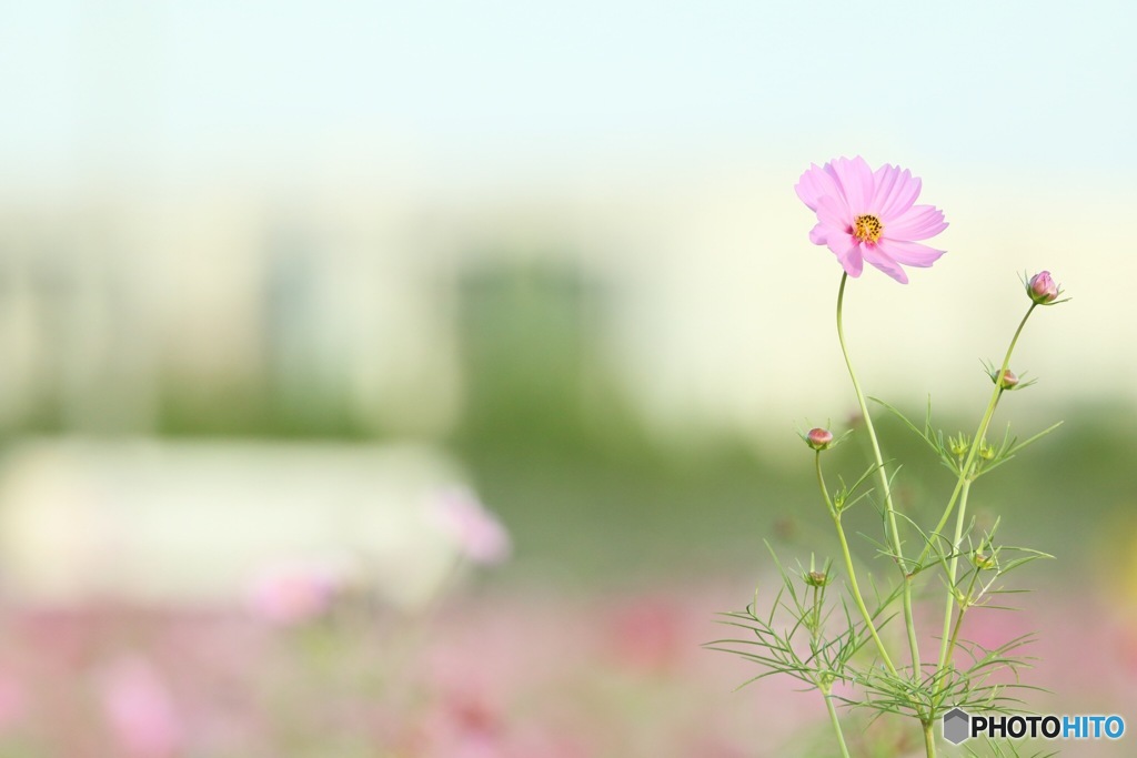 秋桜