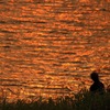 多摩川と夕陽