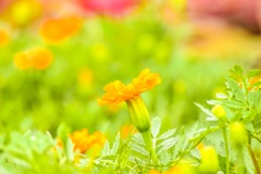 パークを彩る自然