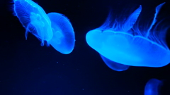 京都水族館2