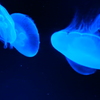 京都水族館2