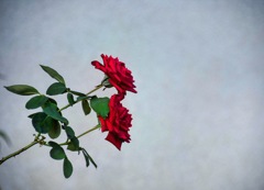 薔薇