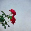 薔薇