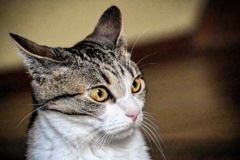 猫