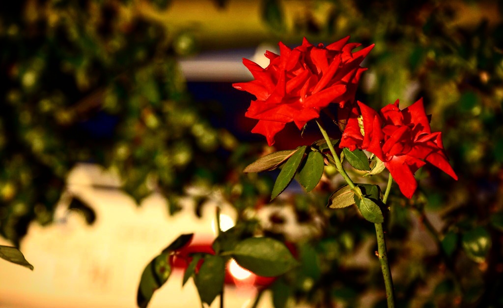 薔薇