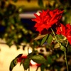薔薇