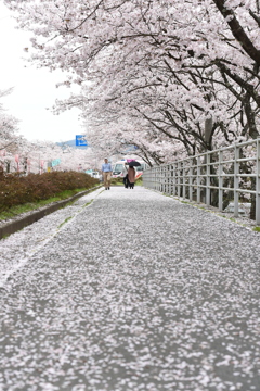 歩道ザクラ