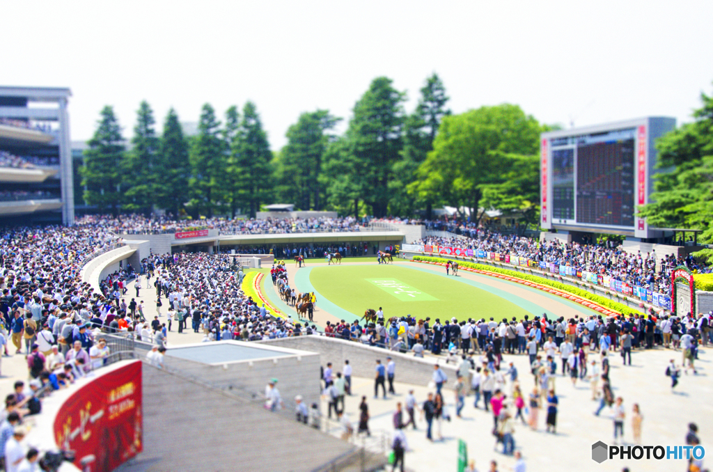東京競馬場パドック