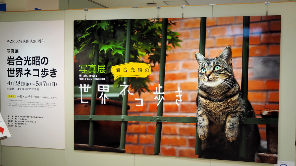 2017年4月大宮そごう・岩合光昭の世界ネコ歩き写真展
