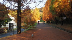 2016年11月あけぼの子どもの森公園_3