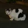 2016年10月夕やけだんだん_3