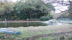 2016年11月智光山公園_3