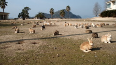 2013年1月大久野島_1