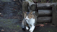 2010年10月江ノ島_10