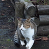 2010年10月江ノ島_10