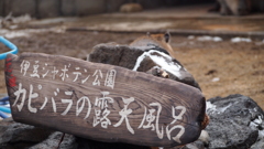 2015年1月伊豆・追加_2