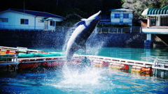 2018年1月下田海中水族館_イルカのジャンプ