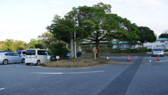2016年10月袖ヶ浦公園_1