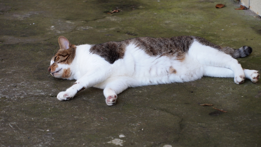 2010年10月江ノ島_3