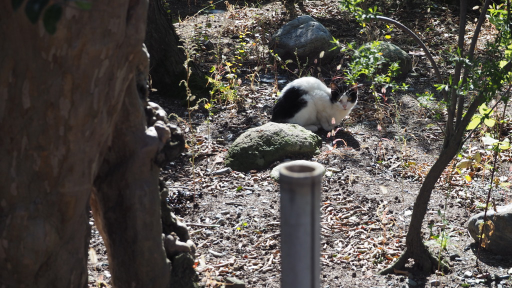 2016年11月杉浦醫院_2