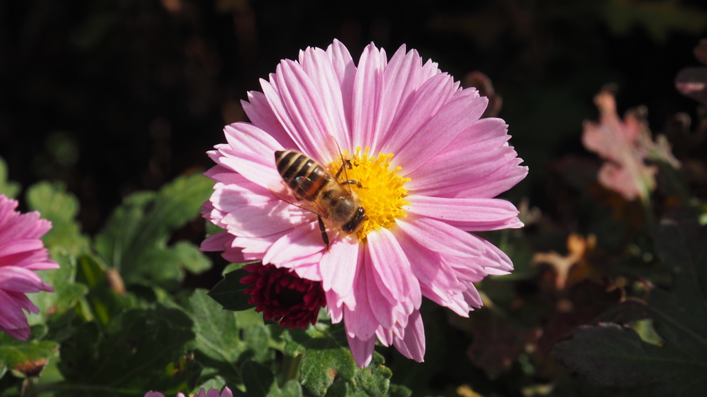 2016年11月信州旅行_5