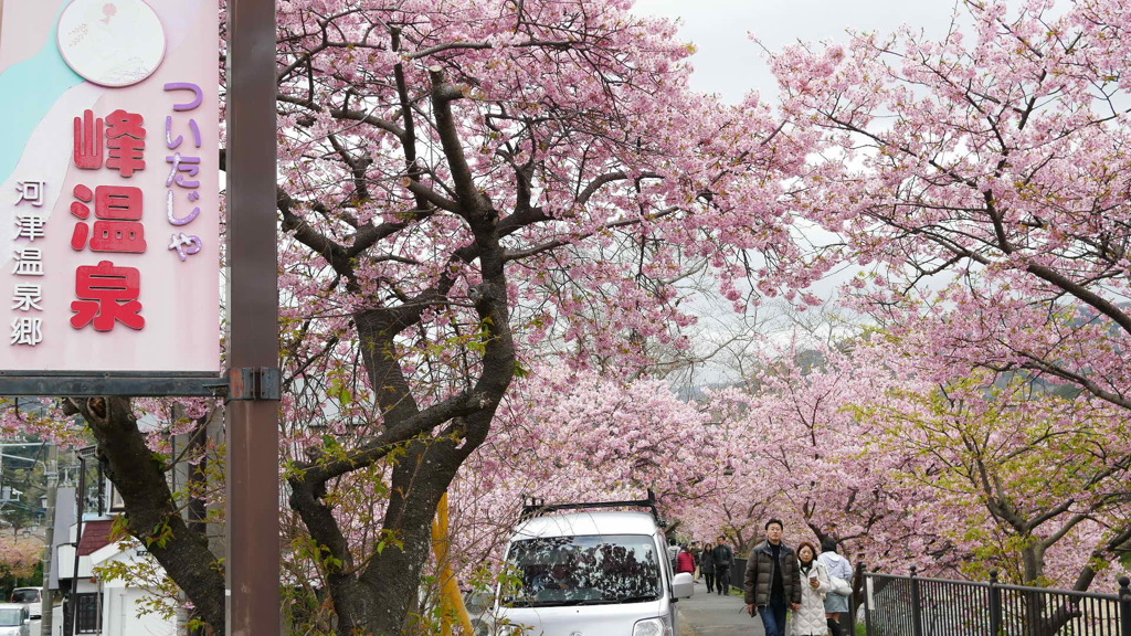 2017年2月河津温泉郷&桜祭・予告