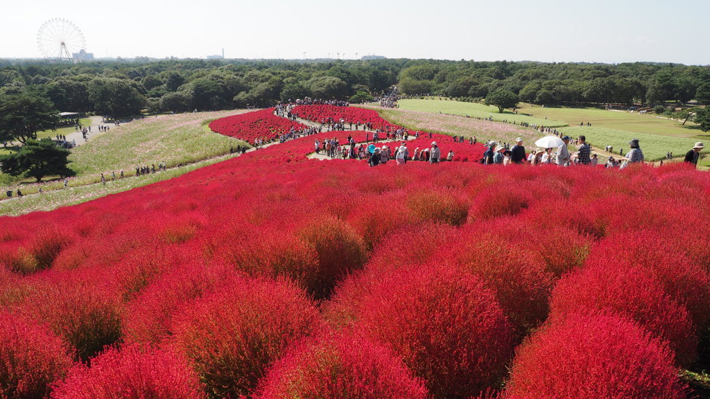 2016年10月ひたち海浜公園_9