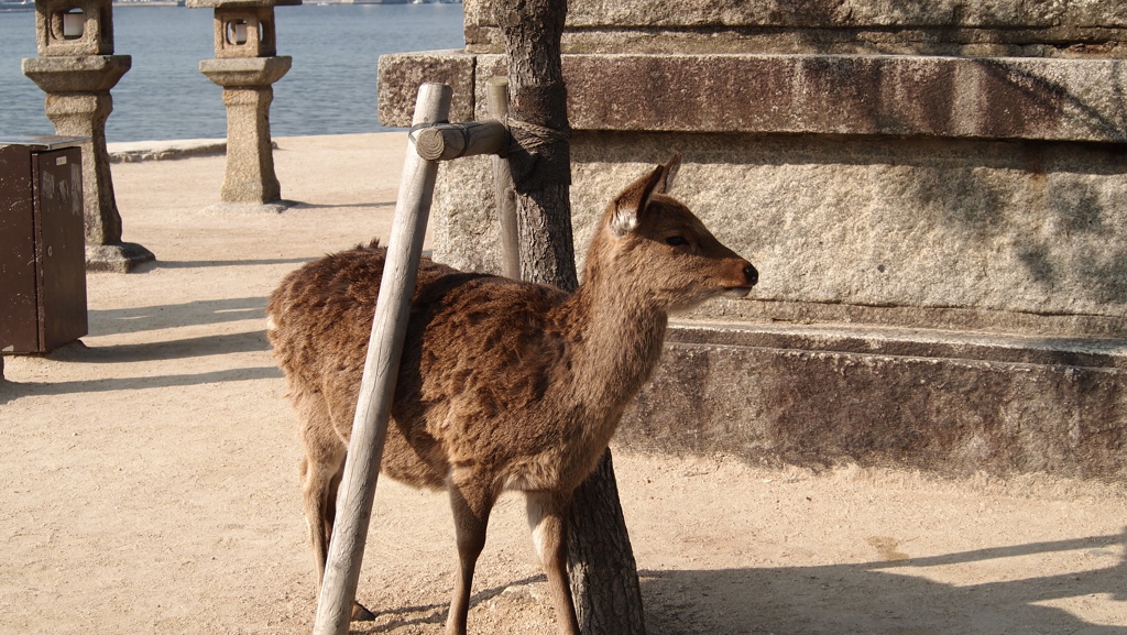 2013年1月広島_1