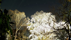 2017年4月六義園夜桜_5