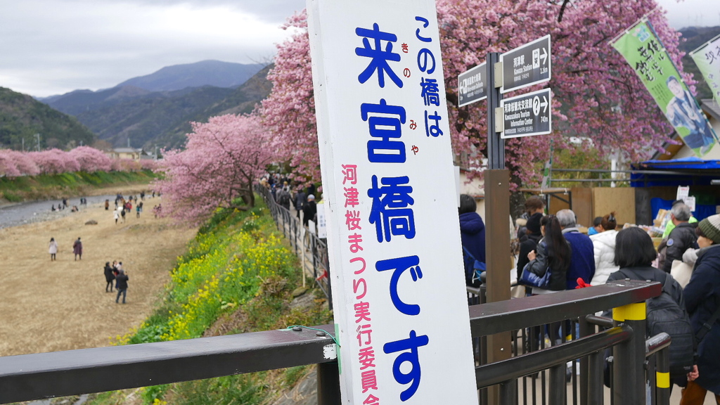 2017年2月河津桜祭り・次回予告