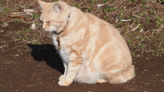 2014年3月伊豆_3