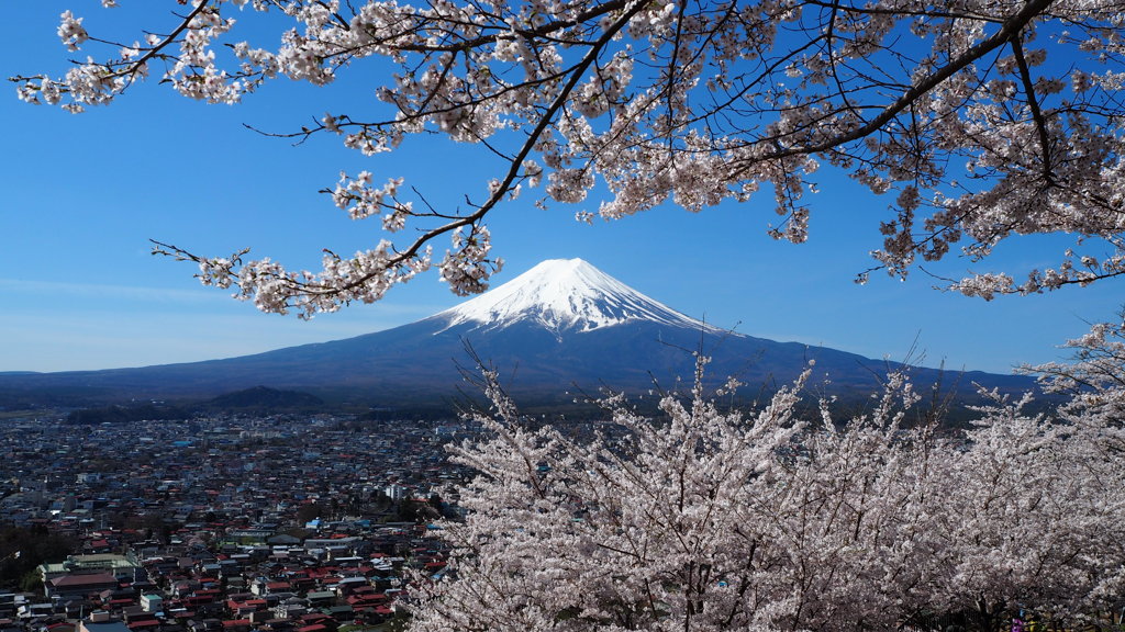 2017年4月新倉山浅間公園・一コマ