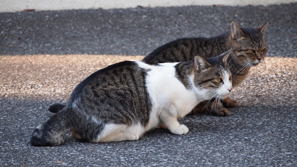 2015年11月山梨_4