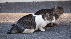 2015年11月山梨_4