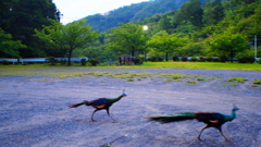 2017年7月桜川・雨引観音⑧