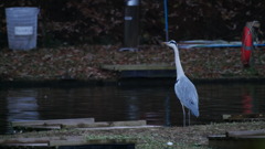 2016年11月智光山公園_4