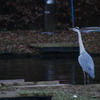 2016年11月智光山公園_4