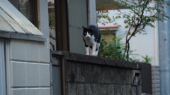 2016年10月夕やけだんだん・リベンジ_8