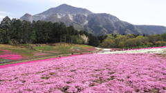 2017年4月羊山公園・一コマ