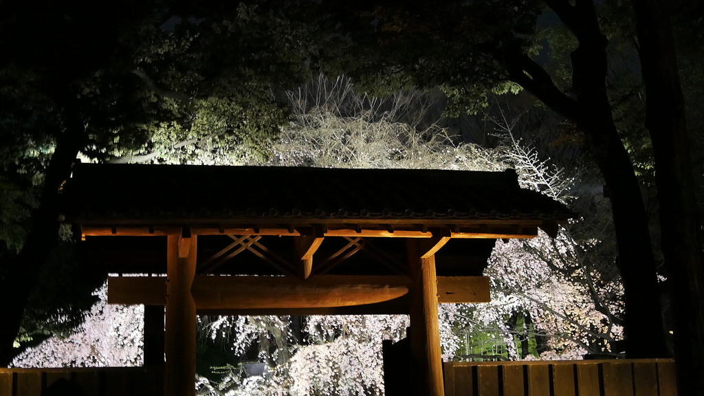 2017年4月六義園夜桜_2