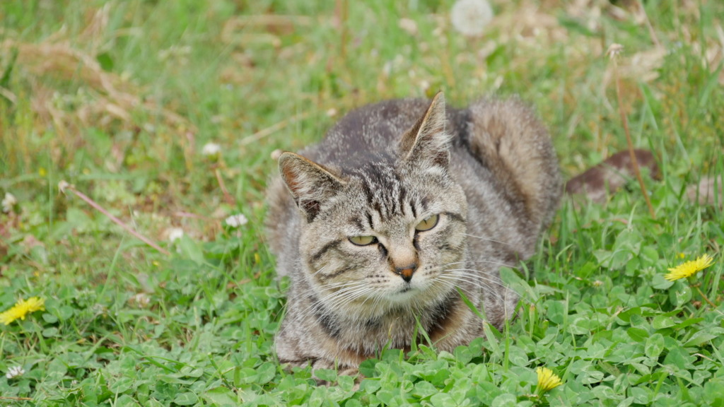 2017年5月田代島・猫の楽園_2