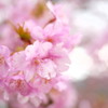 2017年2月河津桜祭り_9