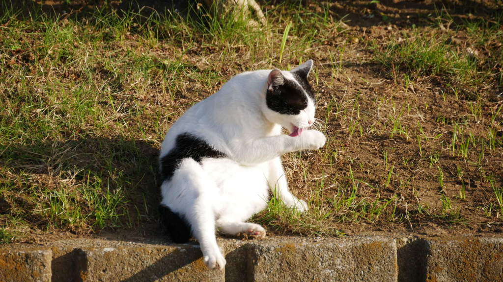 2016年10月袖ヶ浦公園_7