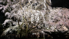 2017年4月六義園夜桜_3