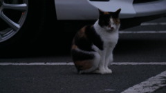 2016年11月智光山公園_6