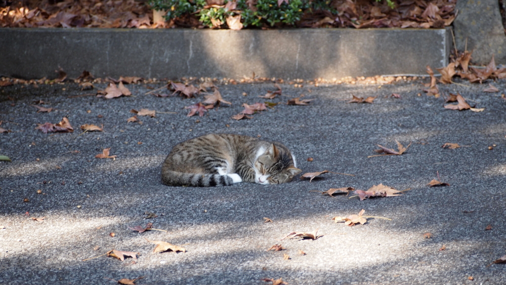 2013年11月唐沢山_6