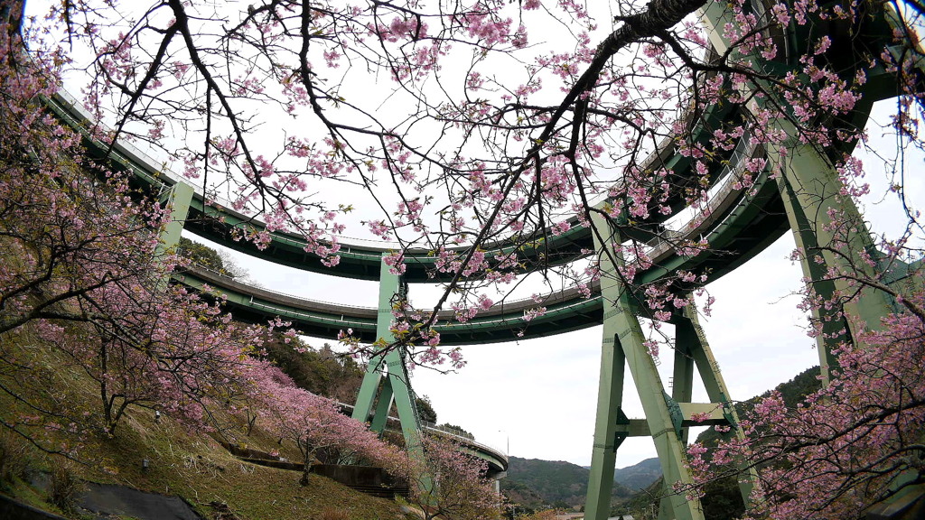 2017年2月河津桜祭り_3