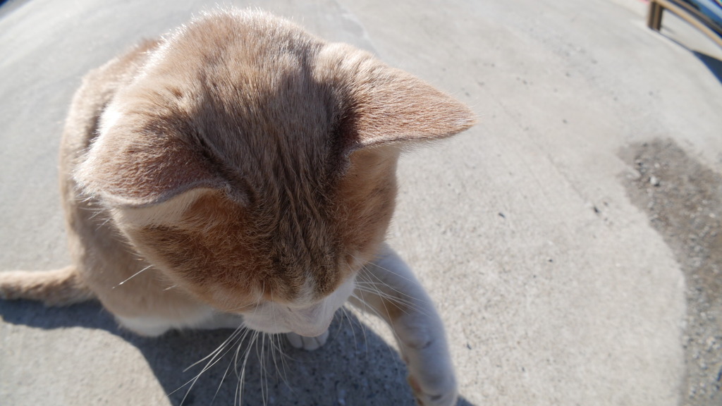 2017年1月三浦半島_14