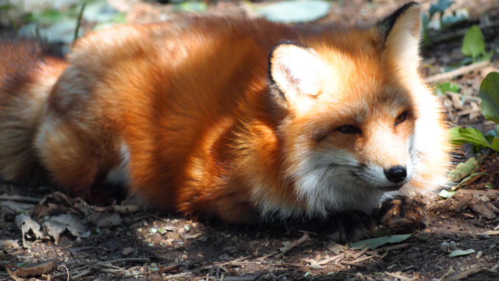 2012年10月蔵王キツネ村・一コマ