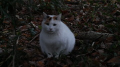 2016年11月智光山公園_5